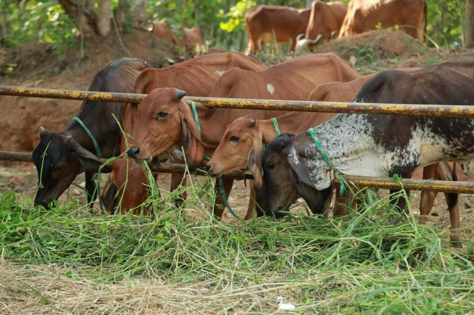 holy gaumata